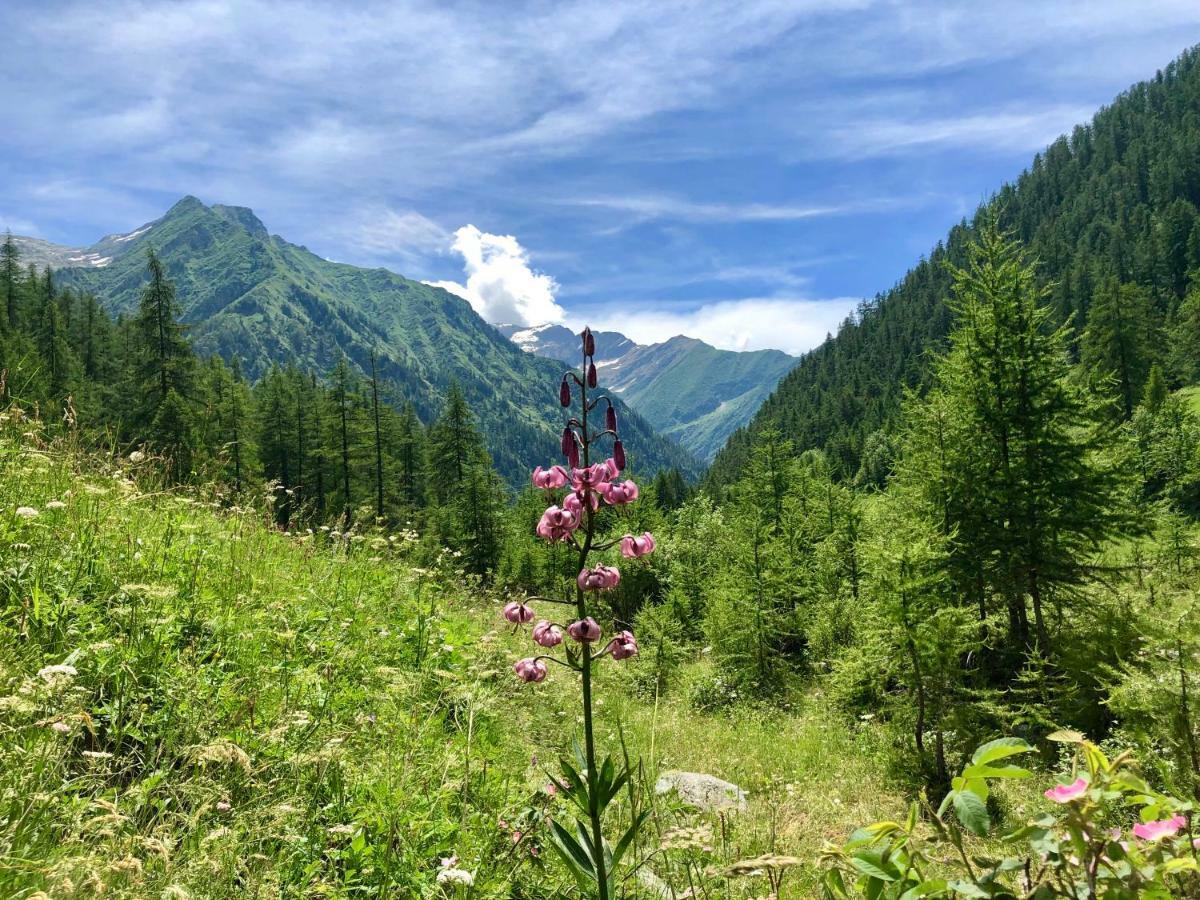 Chalet Rosa Dei Monti Piamprato Eksteriør bilde